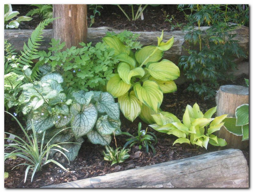 Del sen�nega vrta<br>(brunera, hosta ...)