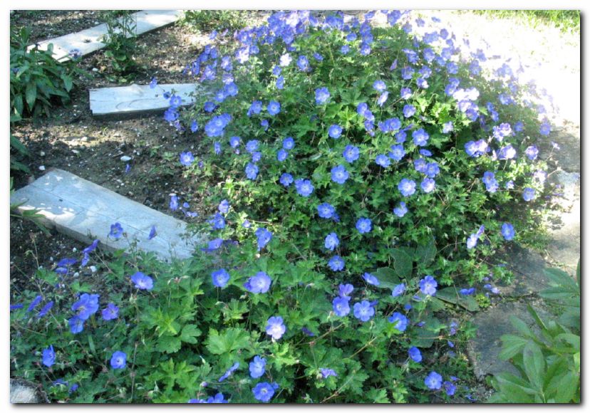 Velikocvetna krvomo�nica 'Rozanne'