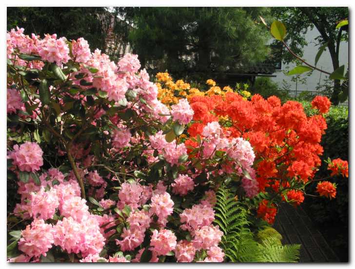 Rododendron  'Scintillation',<br>azaleja 'Hotspur Orange'