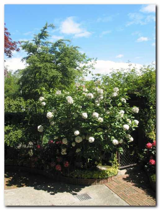 Opojno di�e�a dobrovita<br> (Viburnum carlcephalum)