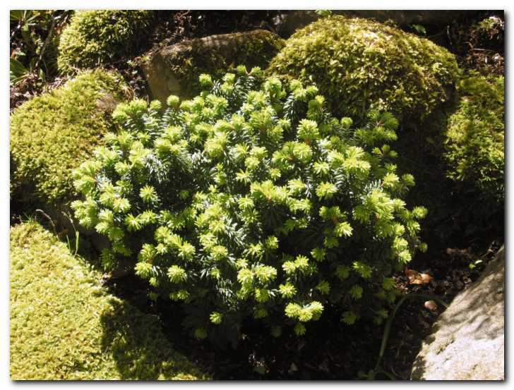 �udovita miniaturna jelka<br> (Abies balsamina 'Nana')