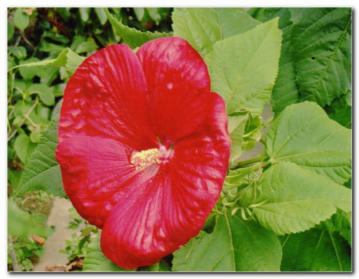 Oslez - hibiscus 'Dixi'