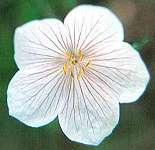 Kashmir White