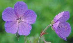 Johnson's Blue