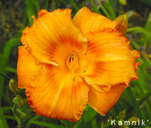 maslenica Kamnik