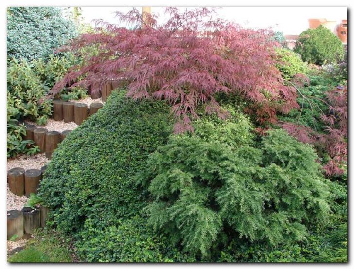 Krasna kombinacija:<br>javor, lonicera in �uga