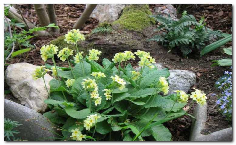 Primule, pomladne lepotice