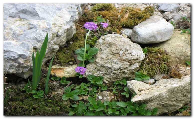 Moknati jegli� med<br> skalami nad ribnikom