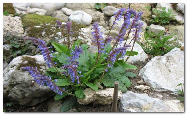 Modri cvetovi wulfenije<br (Wulfenia amherstiana)