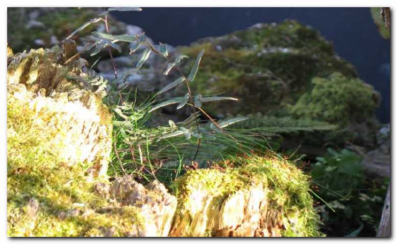 Na �toru raste praprot<br>(Pellaea atropurpurea). 