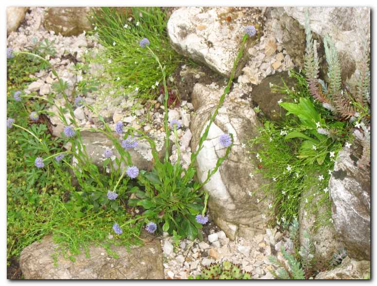 Cveto�a mra�ica<br>(Globularia punctata)