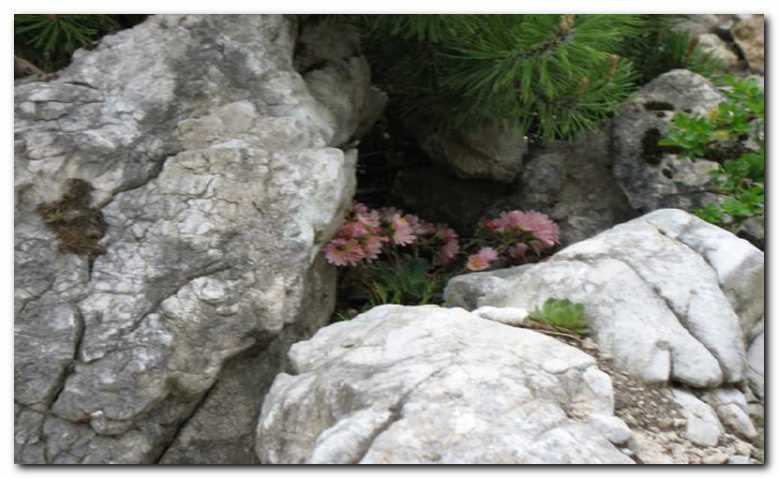 Lewisia je primerna rastlina<br>za alpske skalnjake