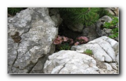 Kliknite za povečavo slike